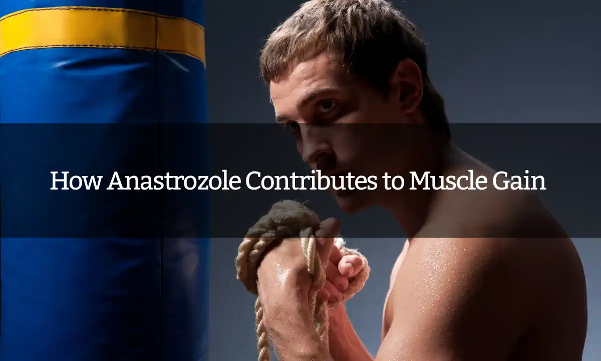 How Anastrozole Contributes to Muscle Gain